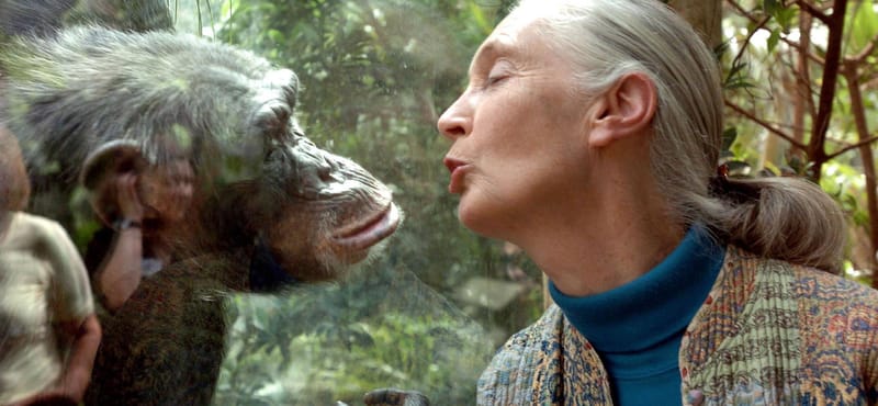 Aki megkérdőjelezte az ember különlegességét a világban: Jane Goodall 90 éves